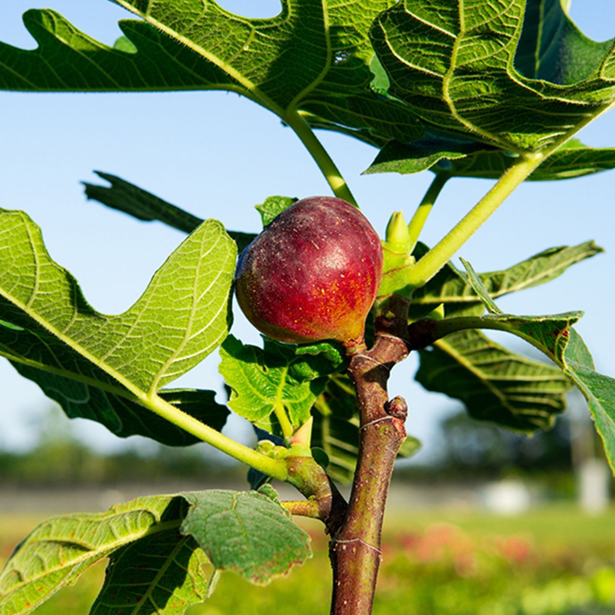 Live Chicago Hardy Fig Tree - Self-Fertile, Cold Hardy Variety - Ficus carica - Sweet Edible Fruit - Perfect for Containers or Ground