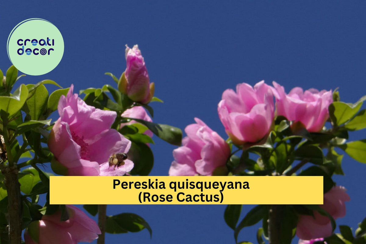 Christmas Cactus Starter Plant - Miss Shimano - Schlumbergera Truncata - Well-Rooted Indoor Cactus for Holiday Decor