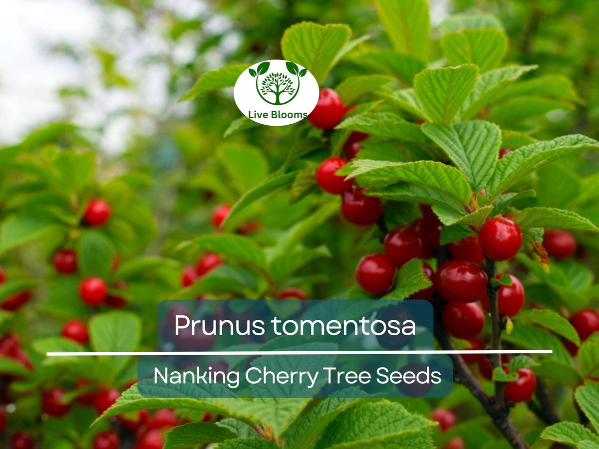 Nanking Cherry Seeds - 10 Pack Prunus tomentosa - Hardy Fruit-Bearing Shrub for Gardens & Wildlife, Edible Pink Blossoms