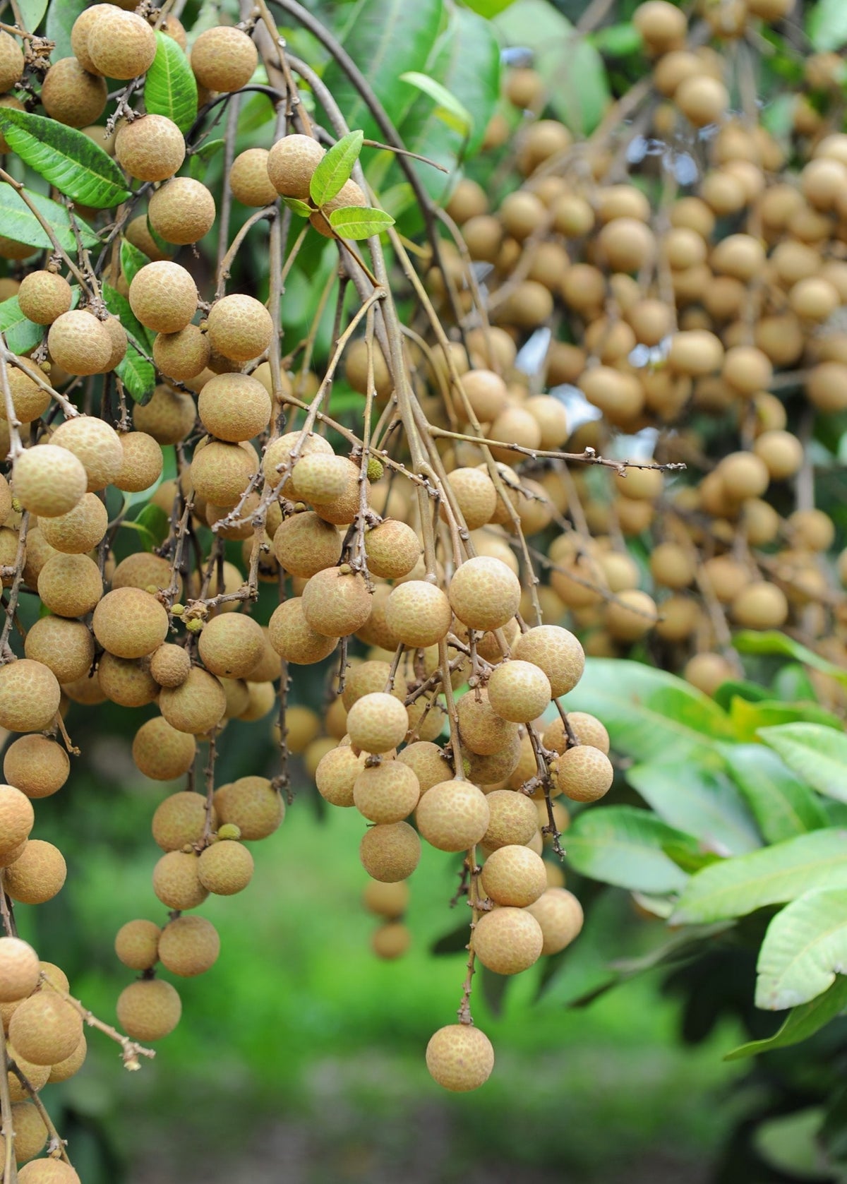 Longan, 'Kohala' (Dimocarpus longan)