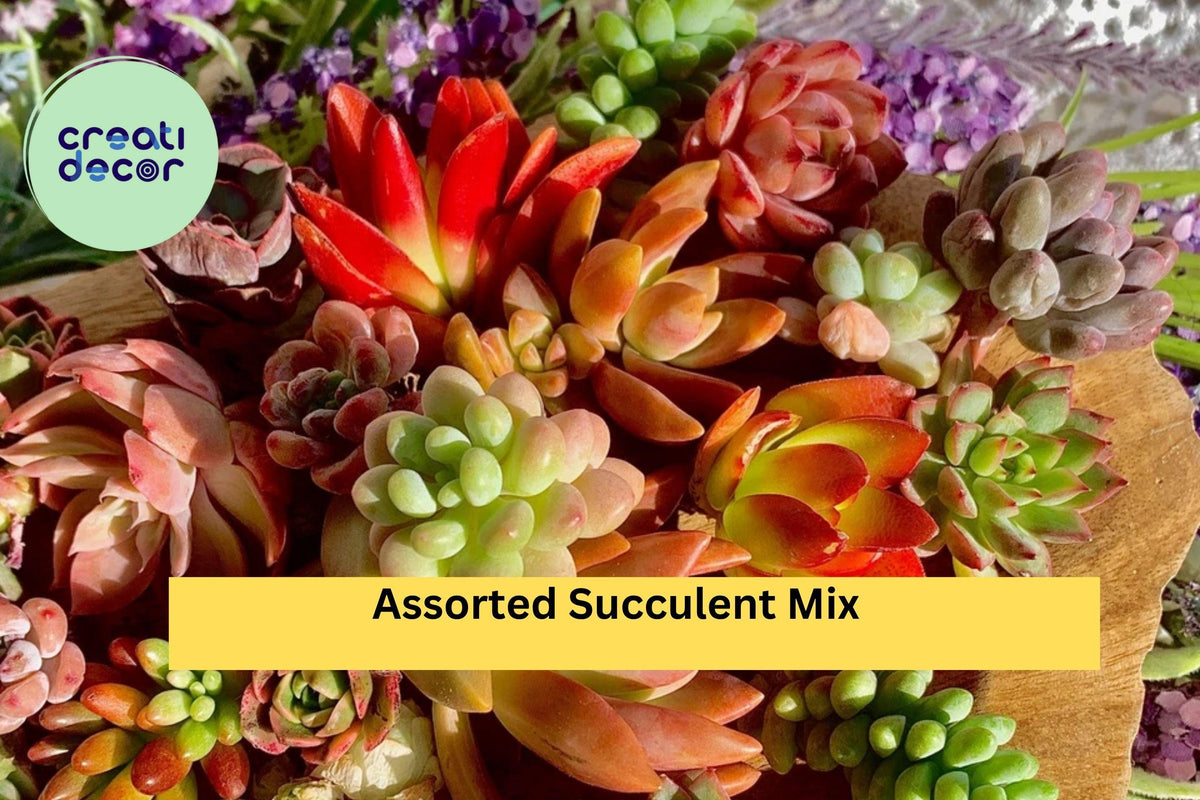 Christmas Cactus Starter Plant - Miss Shimano - Schlumbergera Truncata - Well-Rooted Indoor Cactus for Holiday Decor