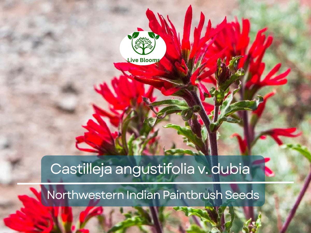 300 Seeds Castilleja angustifolia v. dubia Northwestern Indian Paintbrush, Red Blooms, Native Wildflower for Planting