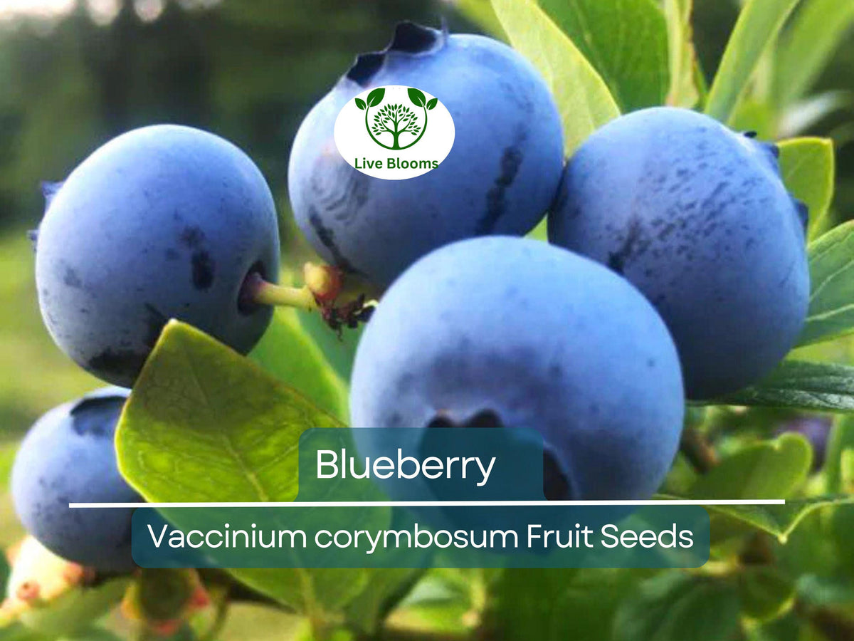 100 Blueberry Seeds - Dwarf Top Hat Variety (Vaccinium corymbosum) - Sweet Edible Fruits for Small Gardens & Containers