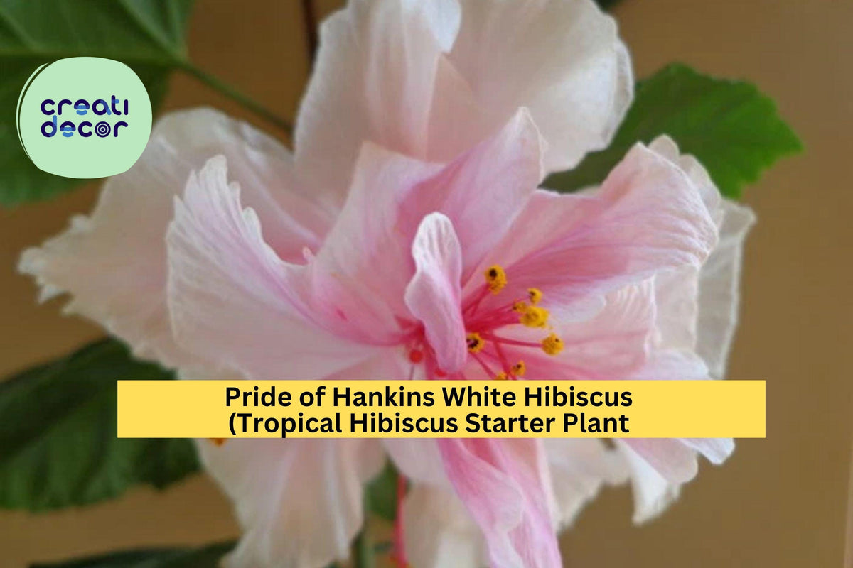 Christmas Cactus Starter Plant - Miss Shimano - Schlumbergera Truncata - Well-Rooted Indoor Cactus for Holiday Decor
