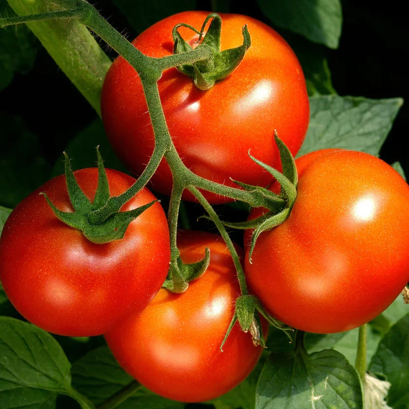 Celebrity Tomato Live Plants - 2 Pack, Disease-Resistant, Slicer Variety, Solanum lycopersicum, 6–10" Starter Plants