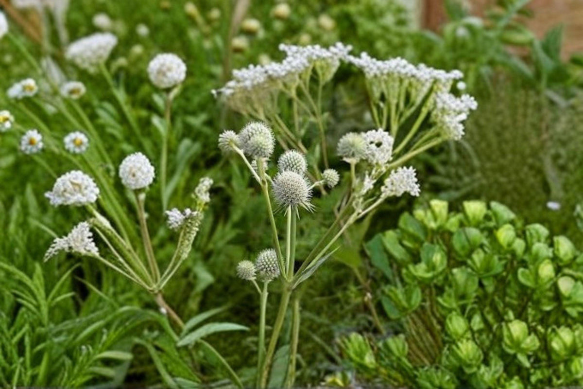 Christmas Cactus Starter Plant - Miss Shimano - Schlumbergera Truncata - Well-Rooted Indoor Cactus for Holiday Decor