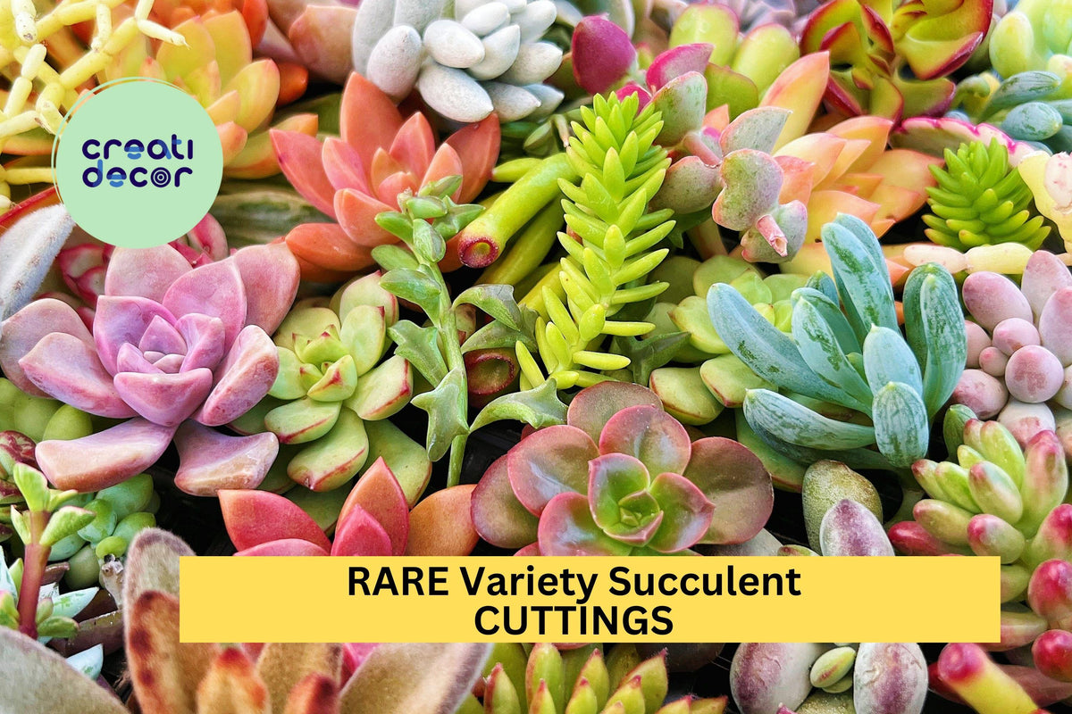 Christmas Cactus Starter Plant - Miss Shimano - Schlumbergera Truncata - Well-Rooted Indoor Cactus for Holiday Decor