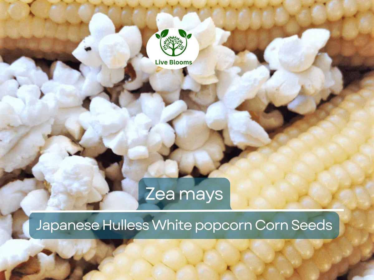 50 Seeds Popcorn Japanese Hulless White Baby Corn - Zea mays Heirloom Variety for Homegrown Snacks & Easy Gardening