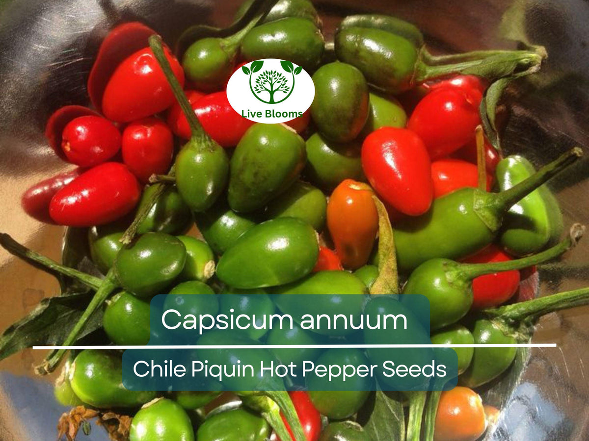 30 Seeds Chile Piquin Hot Pepper - Capsicum annuum - Heirloom Tiny Chili Peppers for Spicy Cooking & Gardening