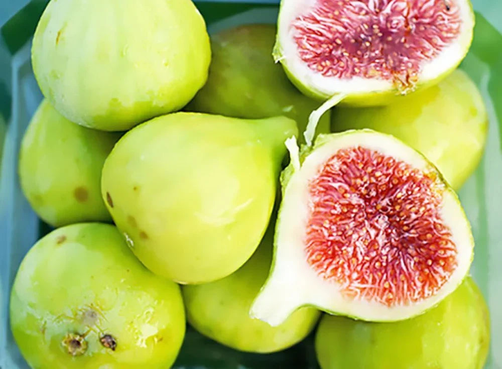 Strawberry Verte Fig Cutting - 6-8" Unrooted Ficus carica for Rooting, Propagation, or Grafting - Sweet Green Fig Variety