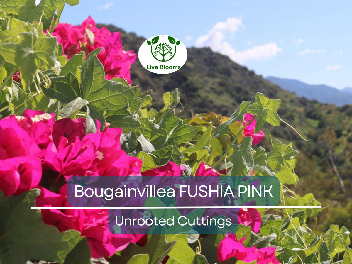 7 Fuchsia Pink Bougainvillea Unrooted Cuttings 6" | Bougainvillea glabra | Flowering Tropical Shrub for Garden