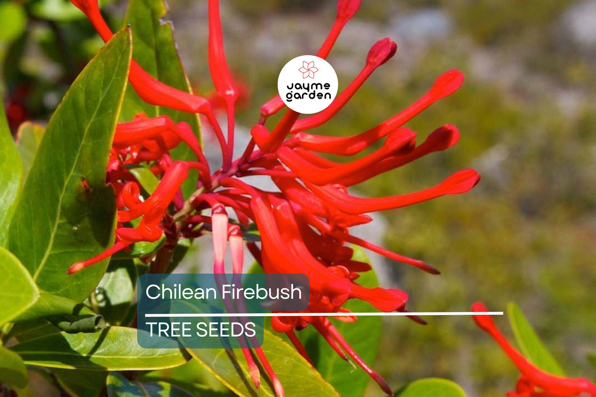 Christmas Cactus Starter Plant - Miss Shimano - Schlumbergera Truncata - Well-Rooted Indoor Cactus for Holiday Decor