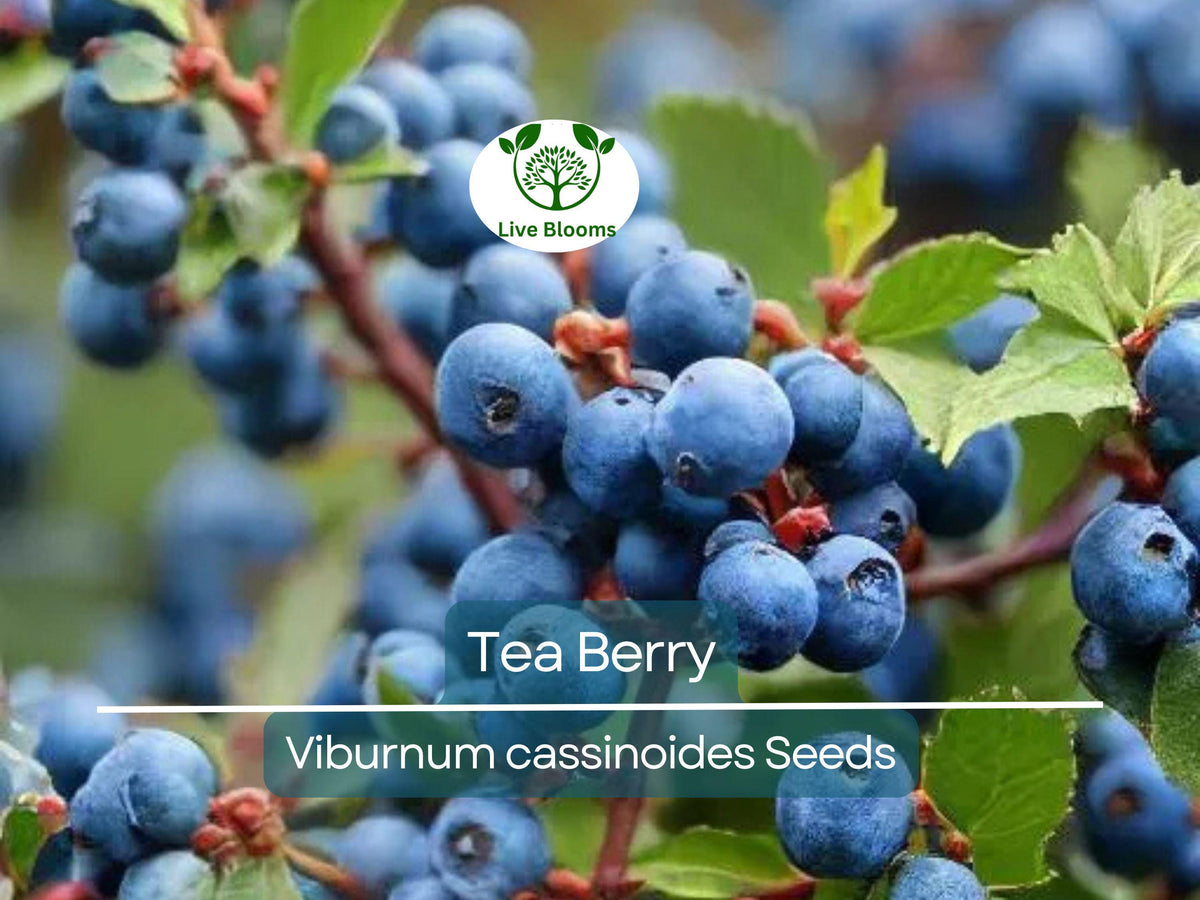 40 Tea Berry Shrub Seeds, Witherod (Viburnum cassinoides), Edible Fruits, Aromatic Leaves, Native Perennial Plant