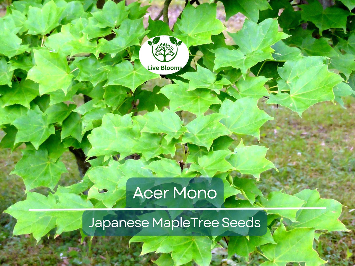 10 Seeds Acer Mono Japanese Maple - Rare Hardy Tree for Bonsai, Gardens & Landscaping - Unique Tree Seeds for Planting