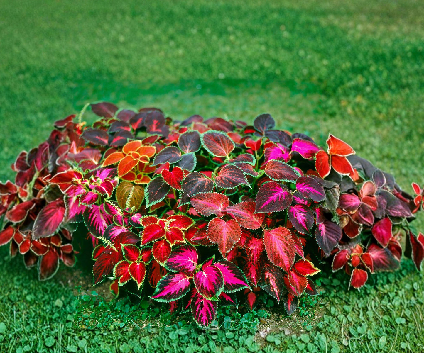 Coleus Flower Plant Seeds Rainbow Mix | Non-GMO Annual Perennial Garden Seeds | Colorful Foliage Variety