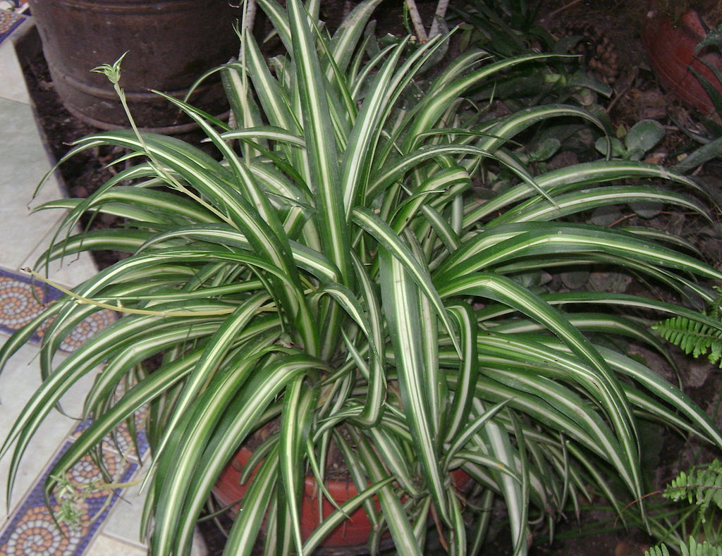 10 Spider Plant Cuttings | Variegated | Chlorophytum comosum | Live Unrooted | Air-Purifying Houseplant | Easy to Root