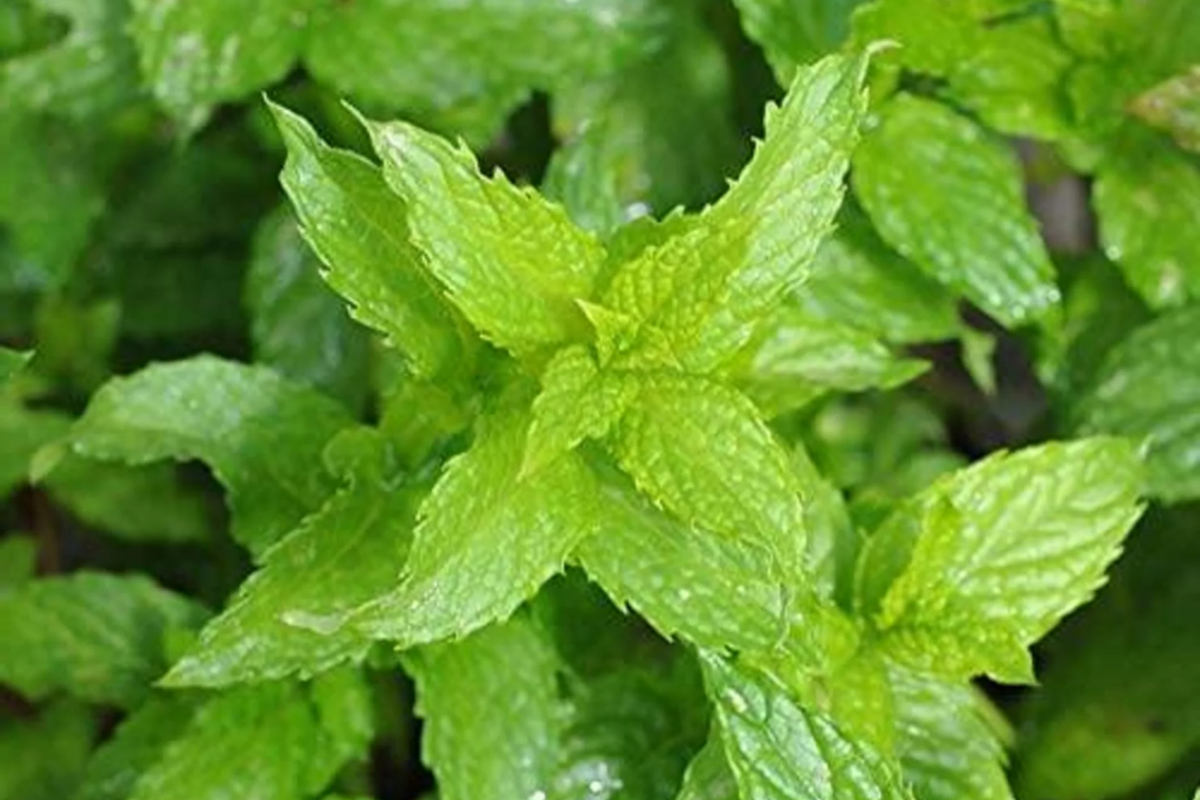 Spearmint Seeds 1000+ Non-GMO Mentha spicata Culinary Herb Garden Seeds for Teas & Cooking