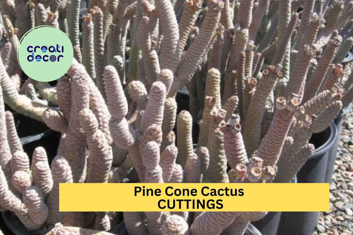 Christmas Cactus Starter Plant - Miss Shimano - Schlumbergera Truncata - Well-Rooted Indoor Cactus for Holiday Decor