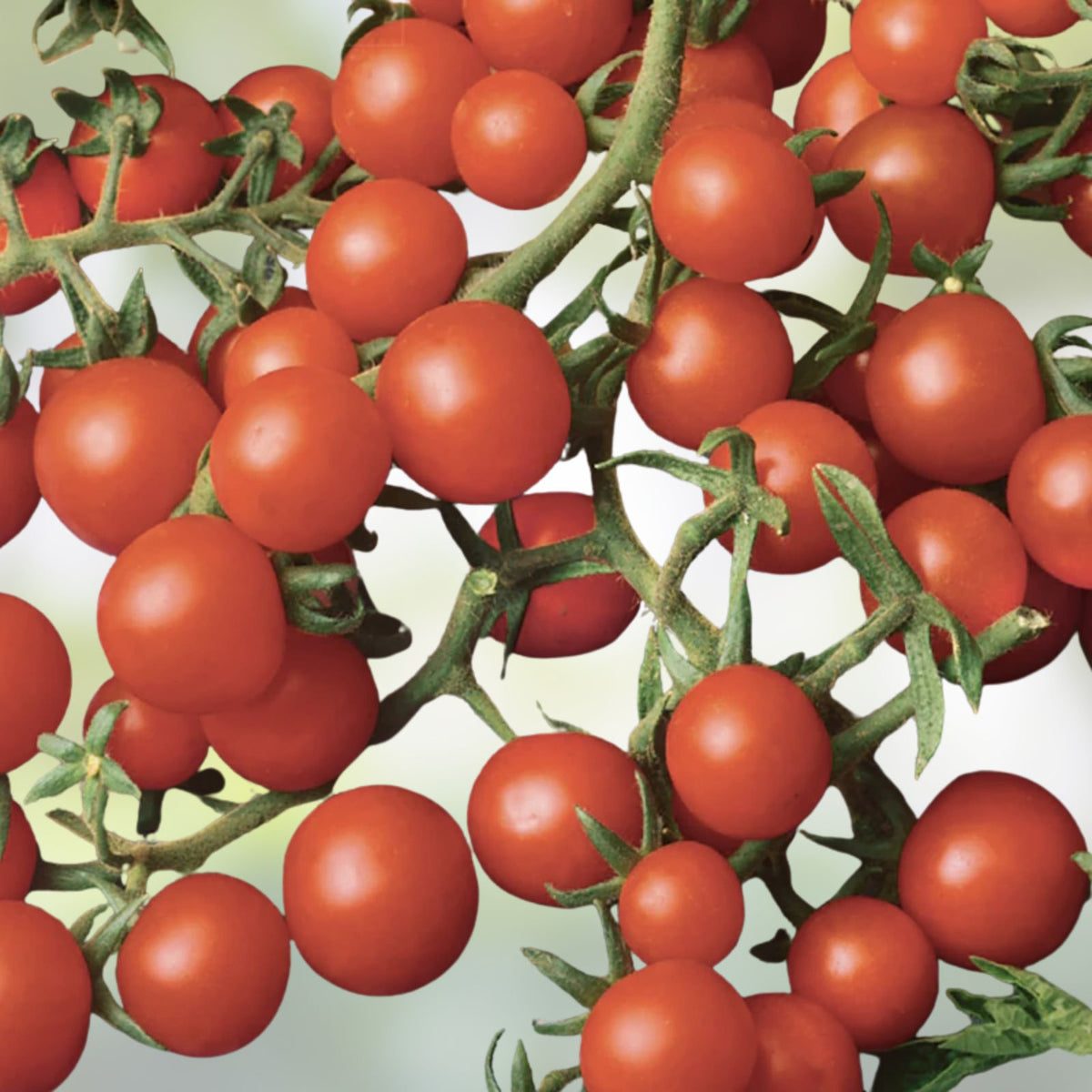 Super Sweet Tomato Seeds - 50+ Non-GMO Seeds | Prolific & Flavorful | Perfect for Home Gardening