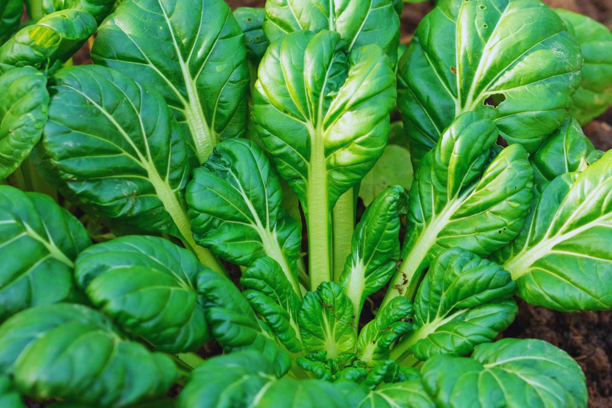 Tatsoi Mustard Seeds | Non-GMO | Brassica rapa var. narinosa | Heirloom Vegetable Gardening Seeds for Home Gardeners