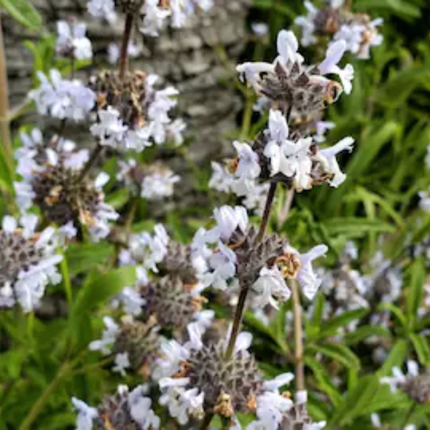 10 Black Sage Seeds - Salvia Mellifera - California Native Plant for Low Water Garden - Drought-Tolerant, Aromatic Herb