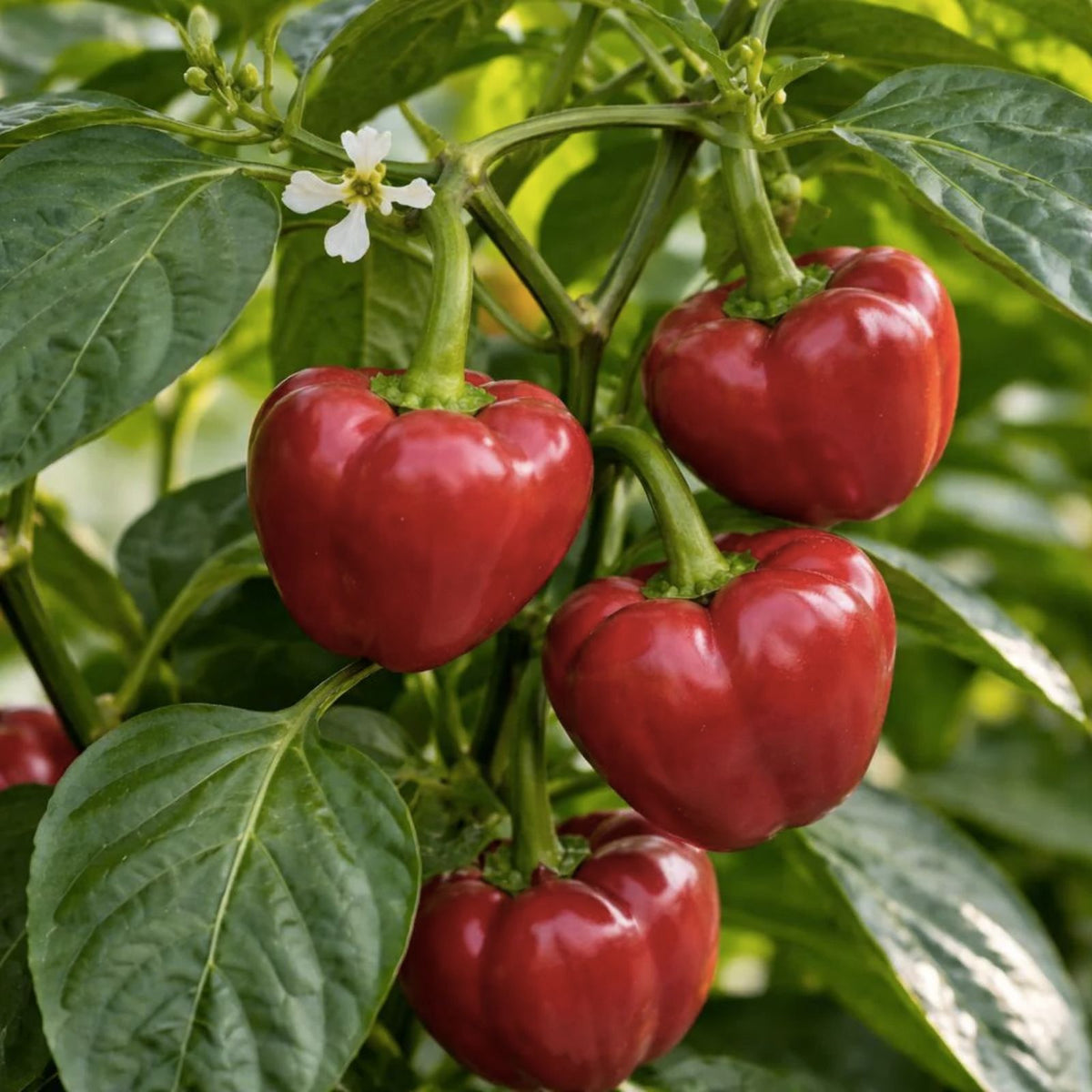 Red Pimento Pepper Seeds 500 Count Capsicum annuum Heirloom NonGMO Garden Vegetable Planting Starter