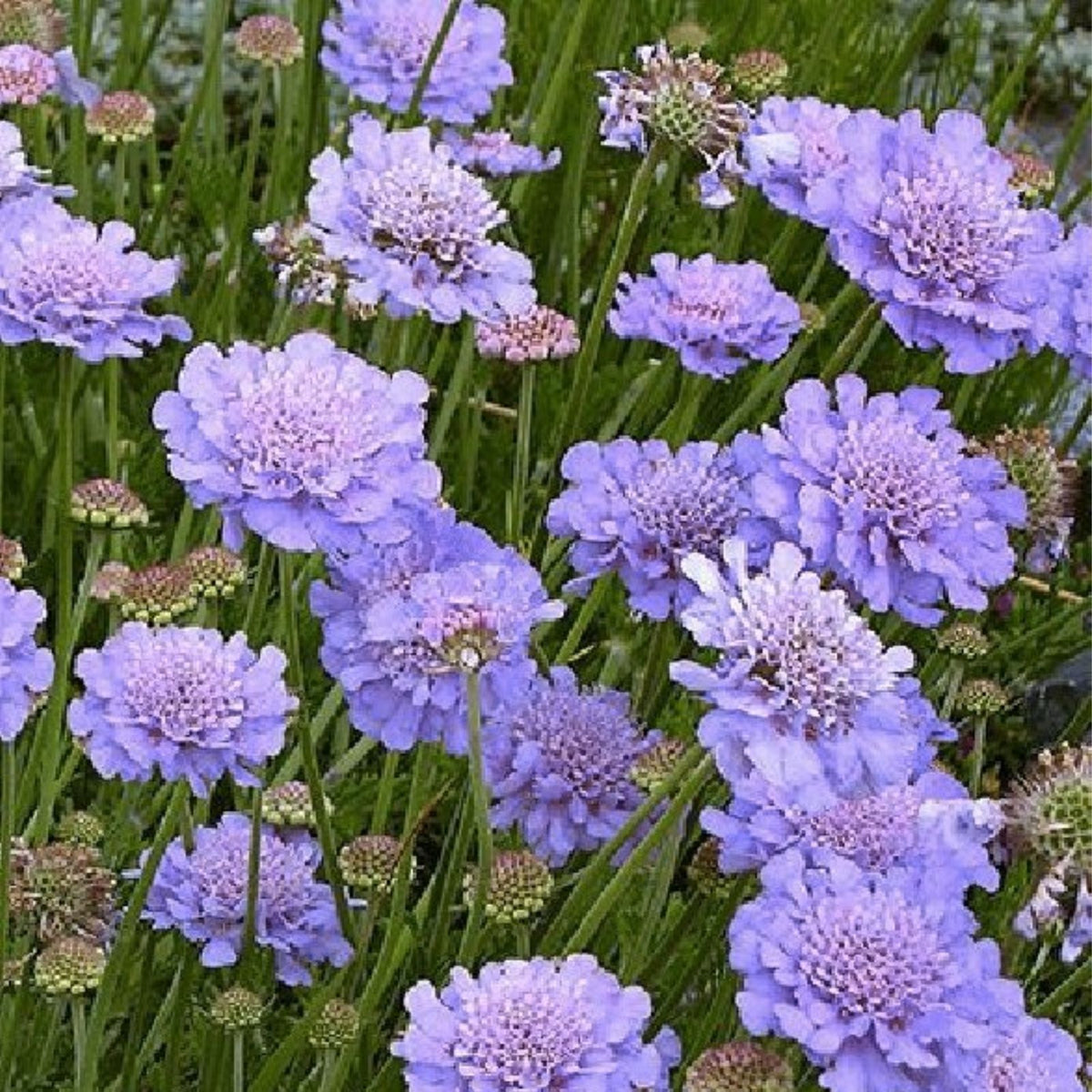Blush Scabiosa Seeds | 75+ Seeds | Annual Flower Seeds | Scabiosa caucasica
