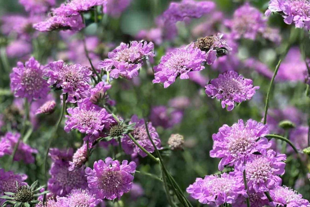 Pink Mist Scabiosa Seeds - 75 Pack - Scabiosa columbaria - Elegant Pink Annual Flowers for Garden, Borders, and Containers