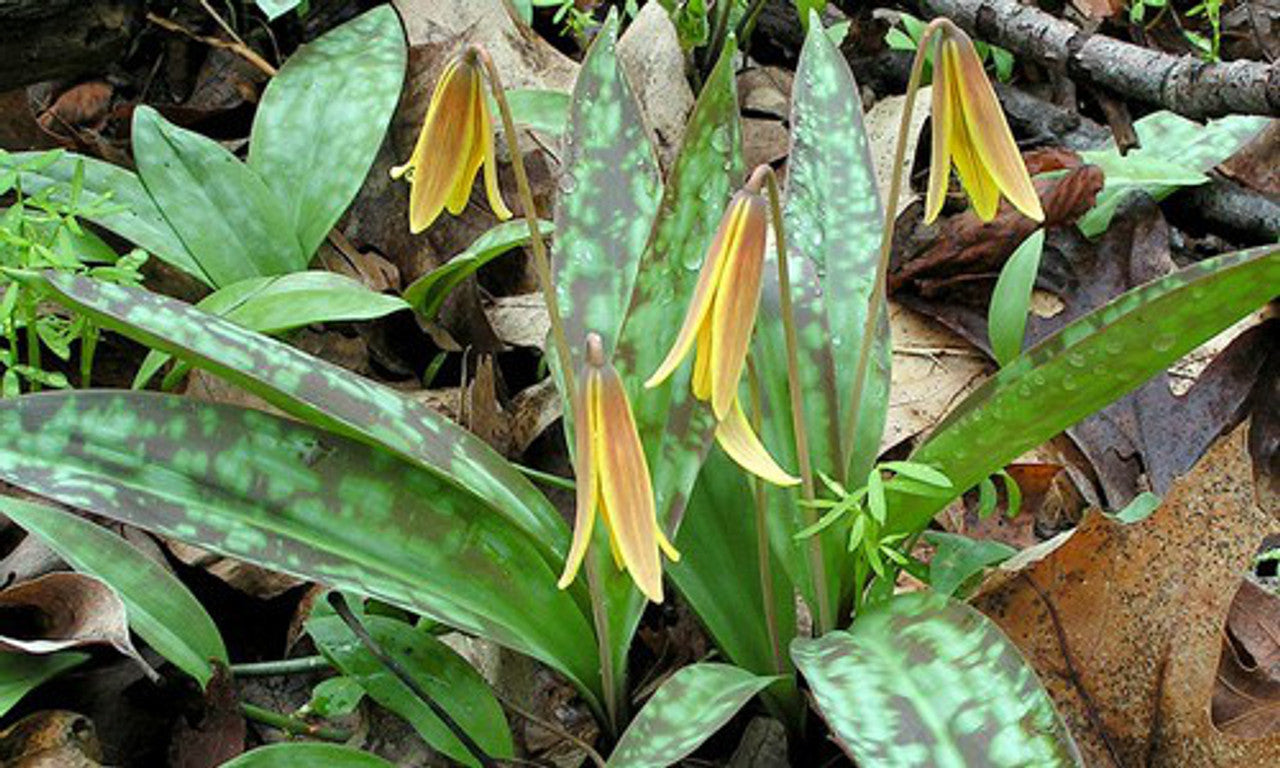 Trout Lily Bulbs - 5 Pack - Yellow Dogtooth Violet - Erythronium americanum - Shade Garden Perennial Wildflower