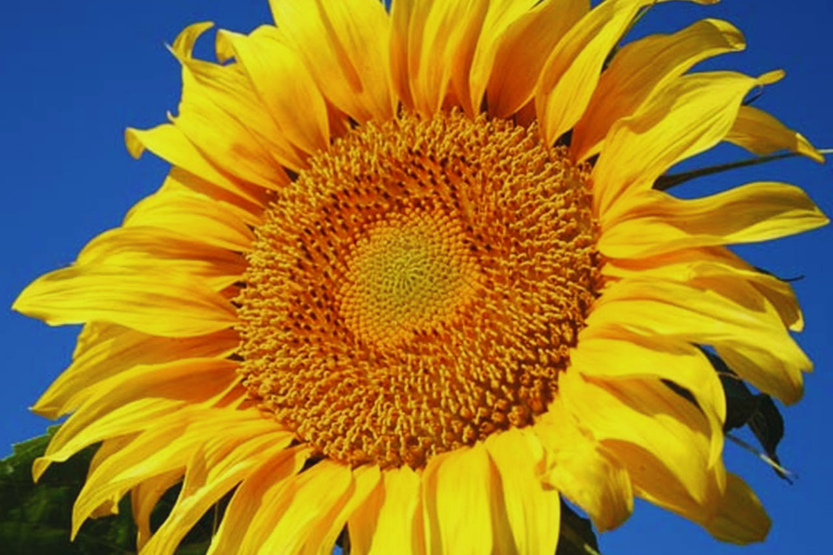 Bulk Sunflower Seeds | Non-GMO Heirloom Mammoth Grey-Stripe | Helianthus annuus | Vibrant Yellow Flowers