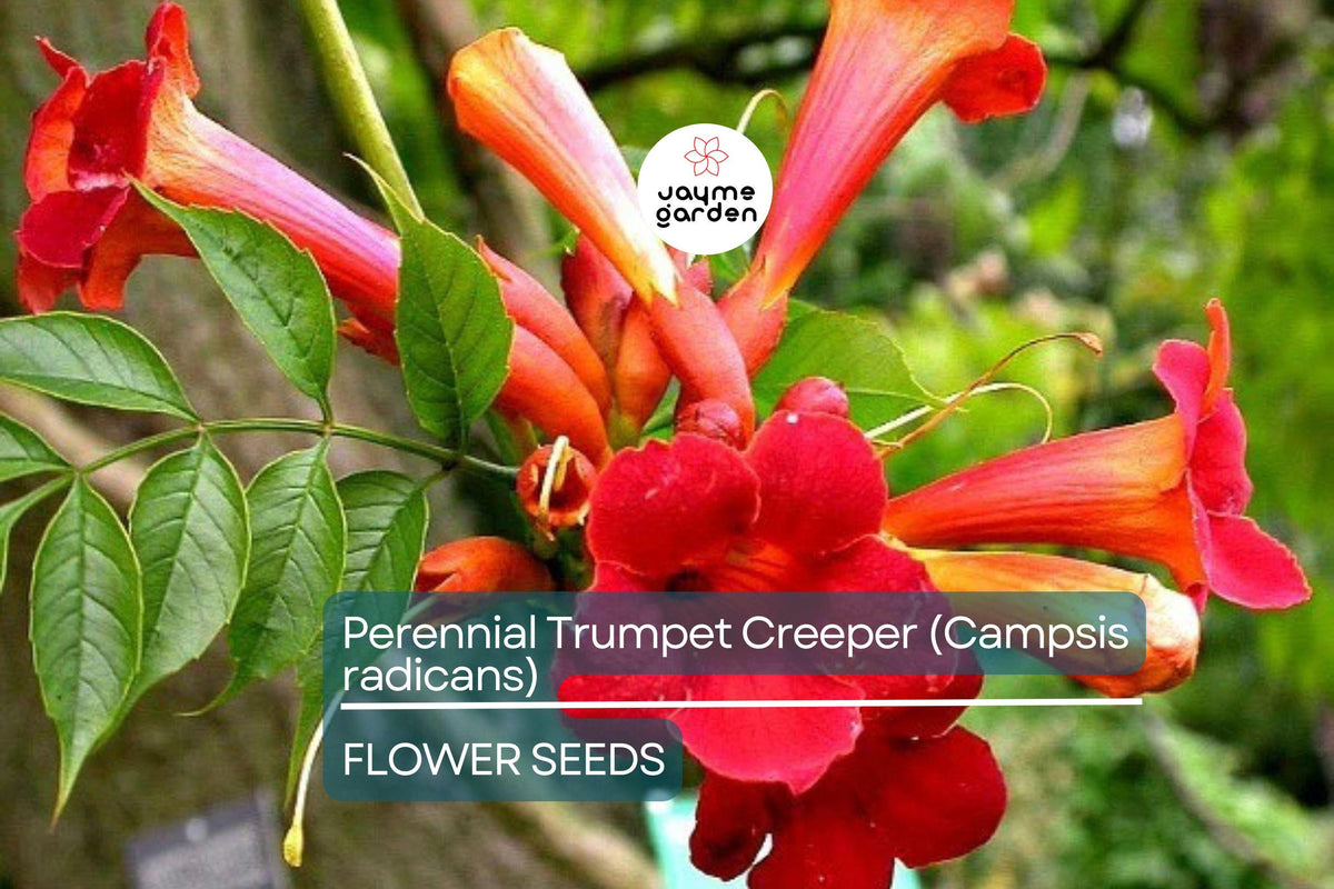 Christmas Cactus Starter Plant - Miss Shimano - Schlumbergera Truncata - Well-Rooted Indoor Cactus for Holiday Decor