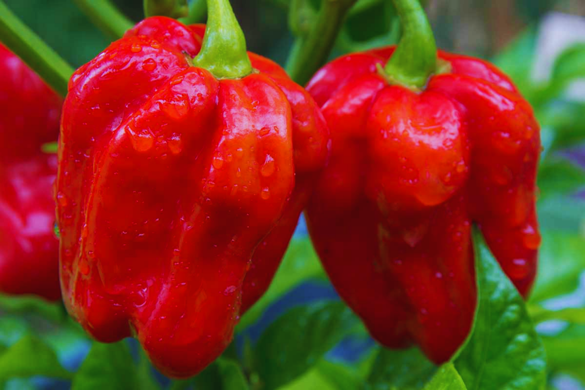 Habanero Pepper Seeds | Non-GMO | Hot Red Variety | Capsicum chinense | USA Grown | Pack of 25 Seeds