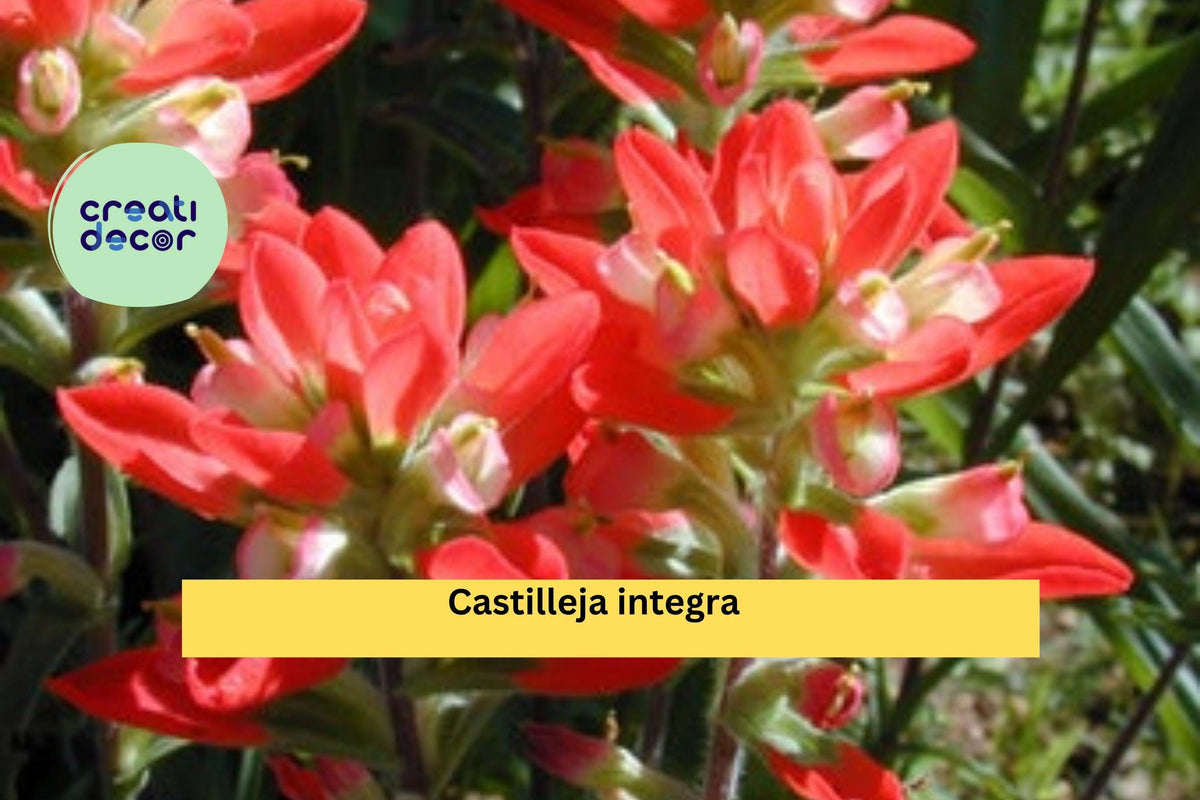 Christmas Cactus Starter Plant - Miss Shimano - Schlumbergera Truncata - Well-Rooted Indoor Cactus for Holiday Decor
