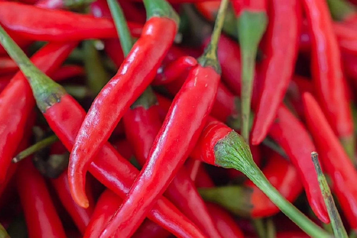 Cayenne Pepper Seeds - 50+ Non-GMO Spicy Garden Seeds - Capsicum annuum - Vibrant Red Peppers for Culinary Use