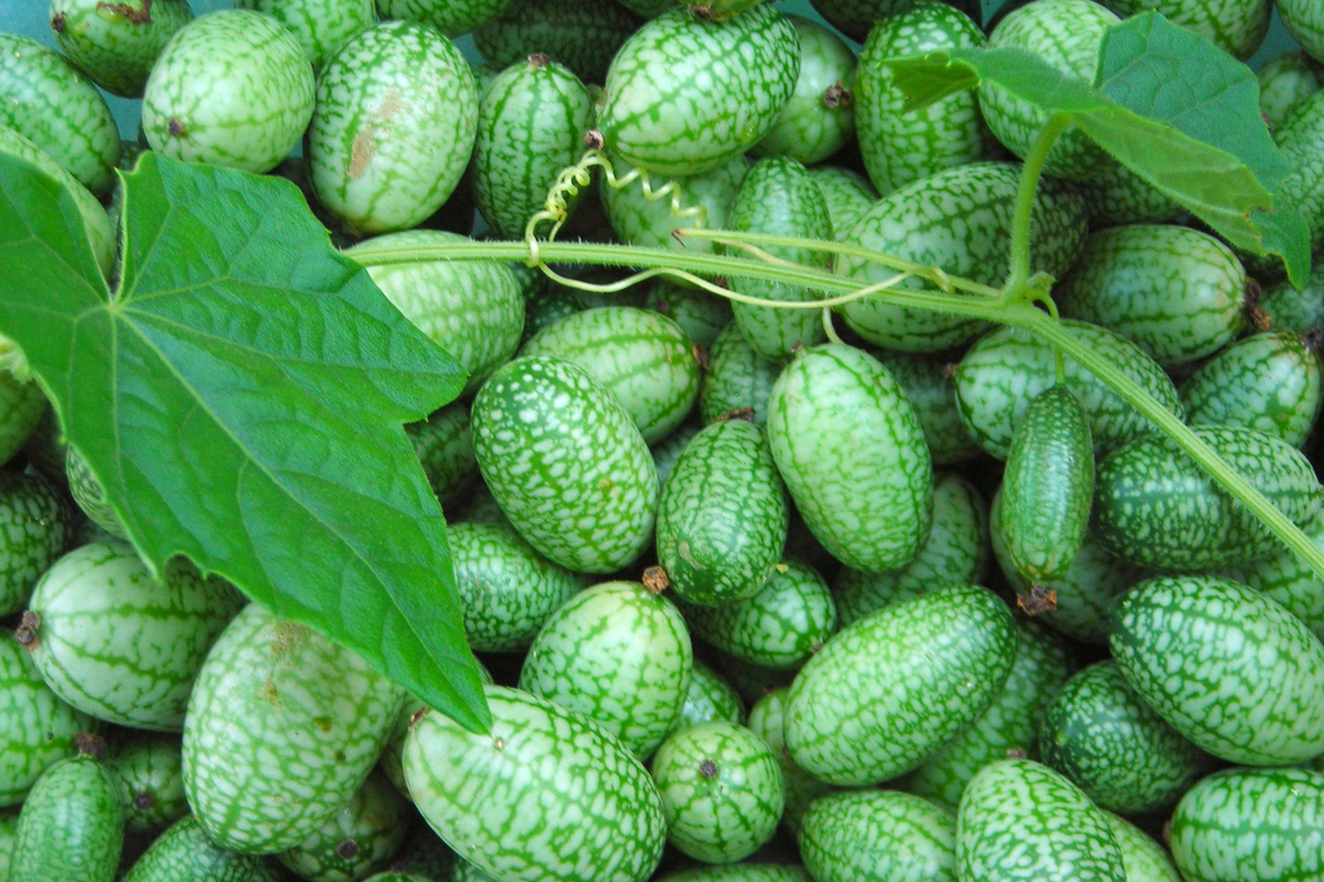 Mexican Gherkin Seeds | Heirloom Non-GMO Cucamelon | Melothria scabra | 20 Seeds for Garden & Container Planting