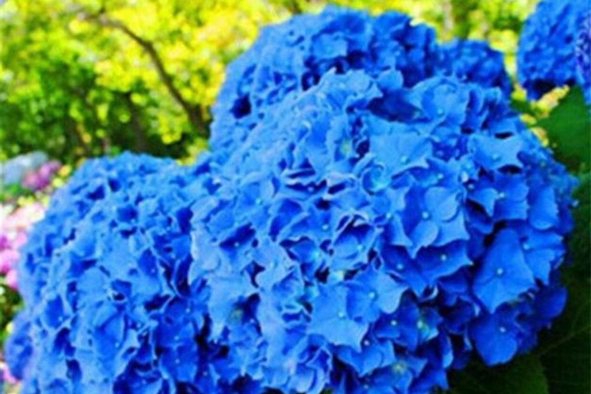Hydrangea Seeds - Spring Mix - Non-GMO Flower Seeds - 85 or 250 Seeds - Hydrangea macrophylla - Vibrant Colorful Blooms