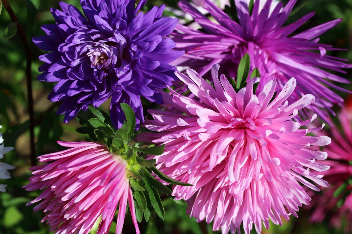 Ostrich Feather Aster Seeds | 100 Seeds | Colorful Blooms | Aster amellus | Non-GMO, Attracts Pollinators, Easy to Grow