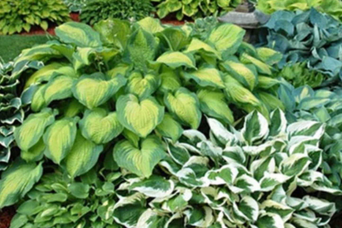 Hosta Seeds 200+ Perennial Outdoor Garden Seeds for Shade Hosta spp. - Attracts Pollinators, Easy to Grow