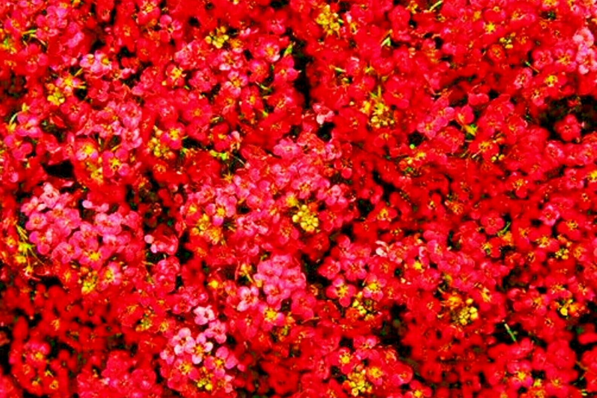 Teal Alyssum Seeds | Packet of 100 Seeds | Sweet Fragrant Carpet Flower | Lobularia maritima | Brassicaceae