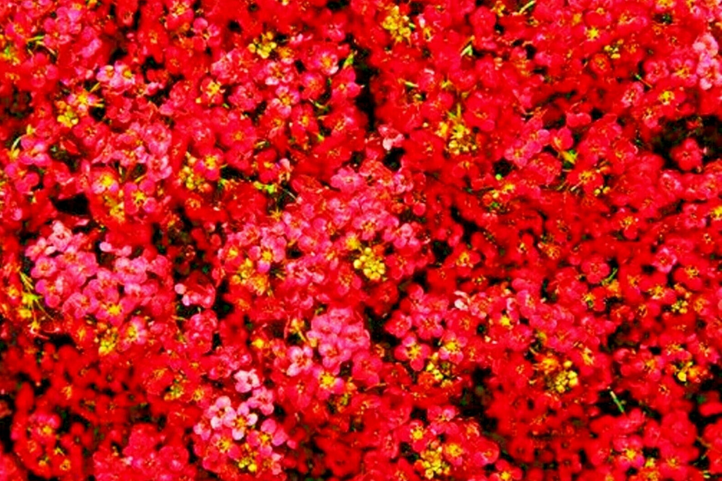 Teal Alyssum Seeds | Carpet Flower | Sweet Flowers | Brassicaceae