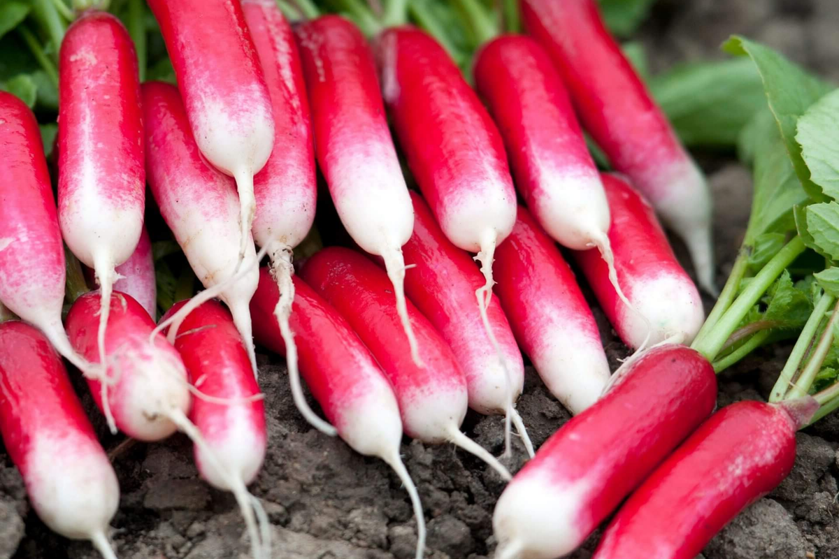 French Breakfast Radish Seeds | 300+ Non-GMO Heirloom Seeds | Raphanus sativus | Fast-Growing Garden Variety