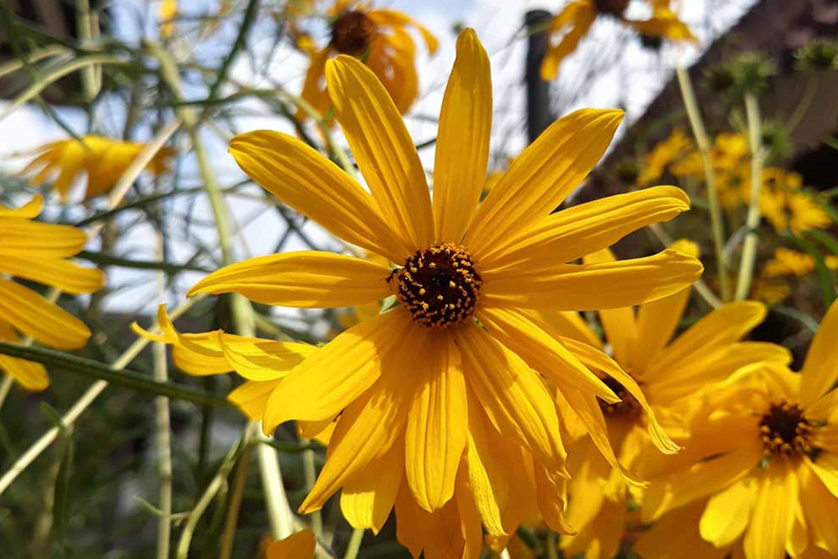 Swamp Sunflower Seeds | Packet of 50 | Helianthus angustifolius | Perennial Late-Season Blooms | Bright Yellow Flowers