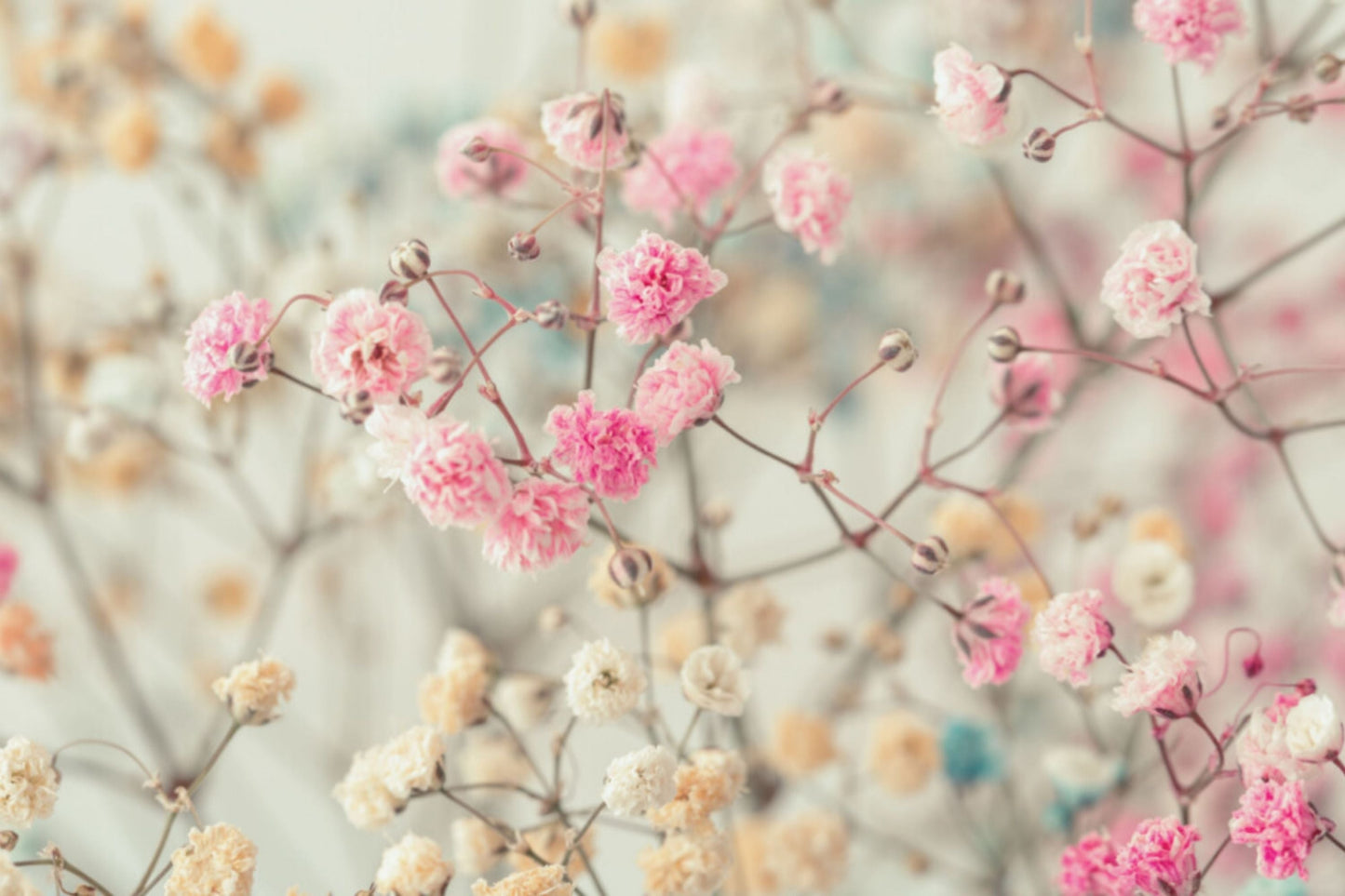 Pink Baby's Breath Seeds | Non-GMO | Gypsophila elegans | Flower Garden Seeds for Bouquets and Borders