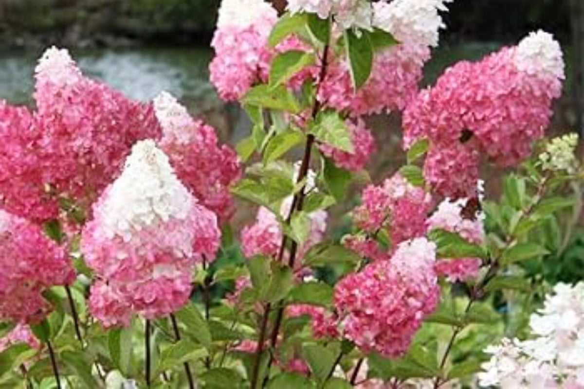 Blush Quill Hydrangea Seeds - 85 or 250 Non-GMO Flower Seeds - Hydrangea Quercifolia - Pink Blooms for Gardens
