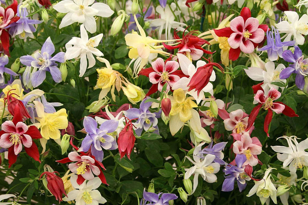 Columbine Seeds Packet - McKana Giant Mix - Non-GMO Flower Seeds - Aquilegia caerulea - Easy to Grow Garden Plants