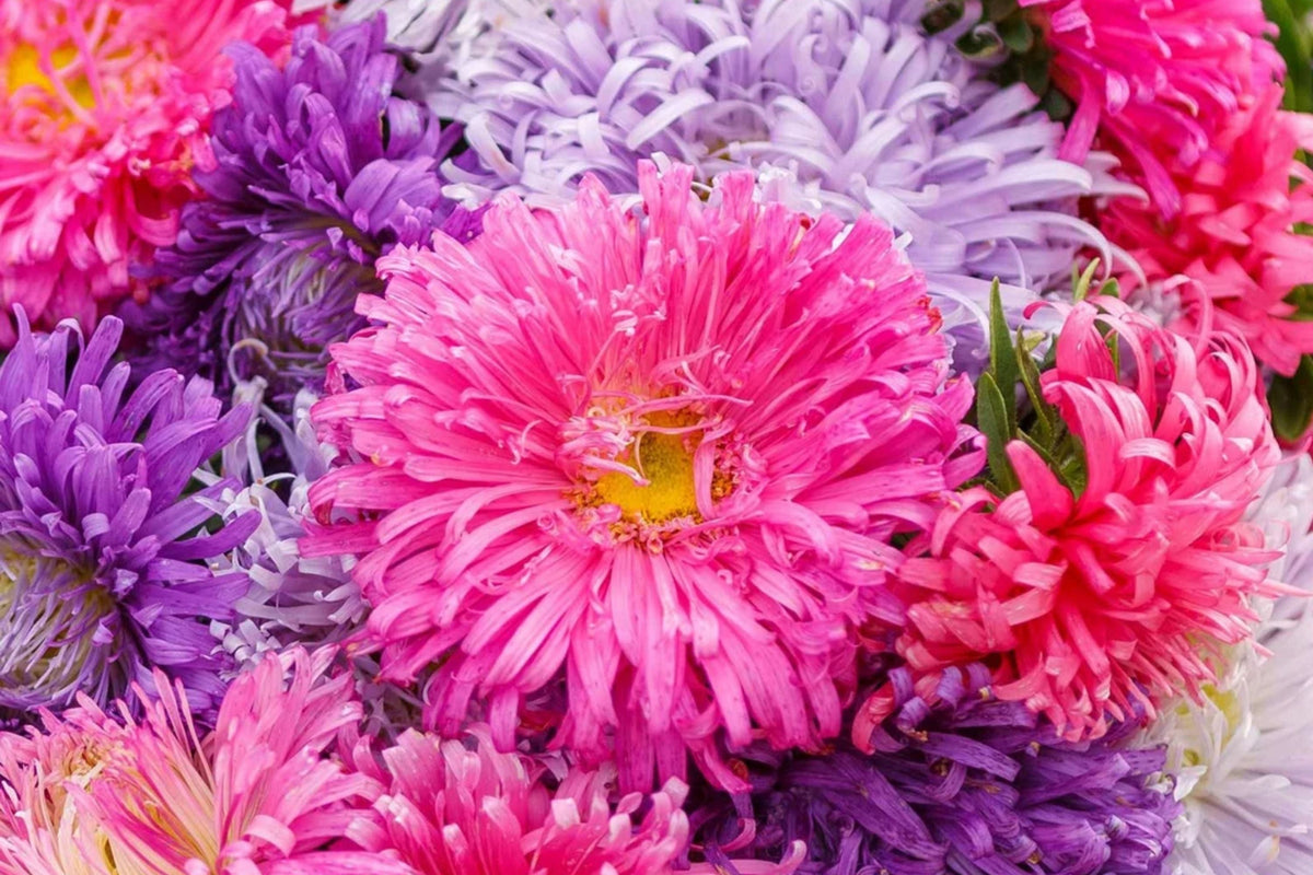 Giant California Aster Seeds | 100 Non-GMO Flower Seeds | Purple & Blue Blooms | Aster chilensis | Garden Planting Supplies