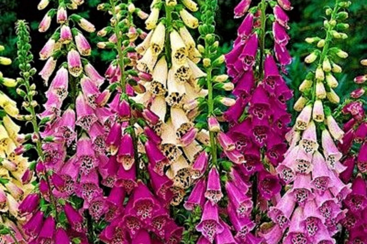 Apricot Beauty Foxglove Seeds | Non-GMO Flower Seeds | Digitalis purpurea | 200-4,000 Seeds for Cottage Gardens