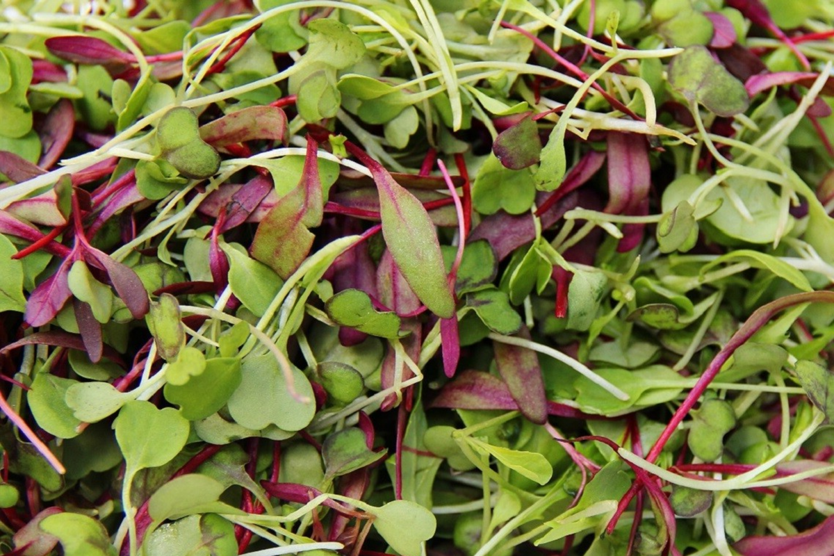 Basic Salad Mix Microgreen Seeds | Non-GMO Bulk Seeds | Fresh Edible Greens | Brassica oleracea & Raphanus sativus