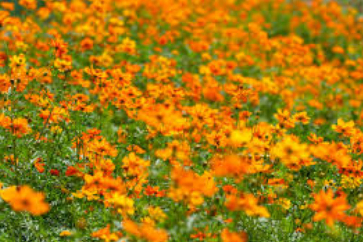 Cosmo Flower Seeds - Heirloom Non-GMO Bright Light Variety - Cosmos bipinnatus - 100 Seeds for Easy Gardening