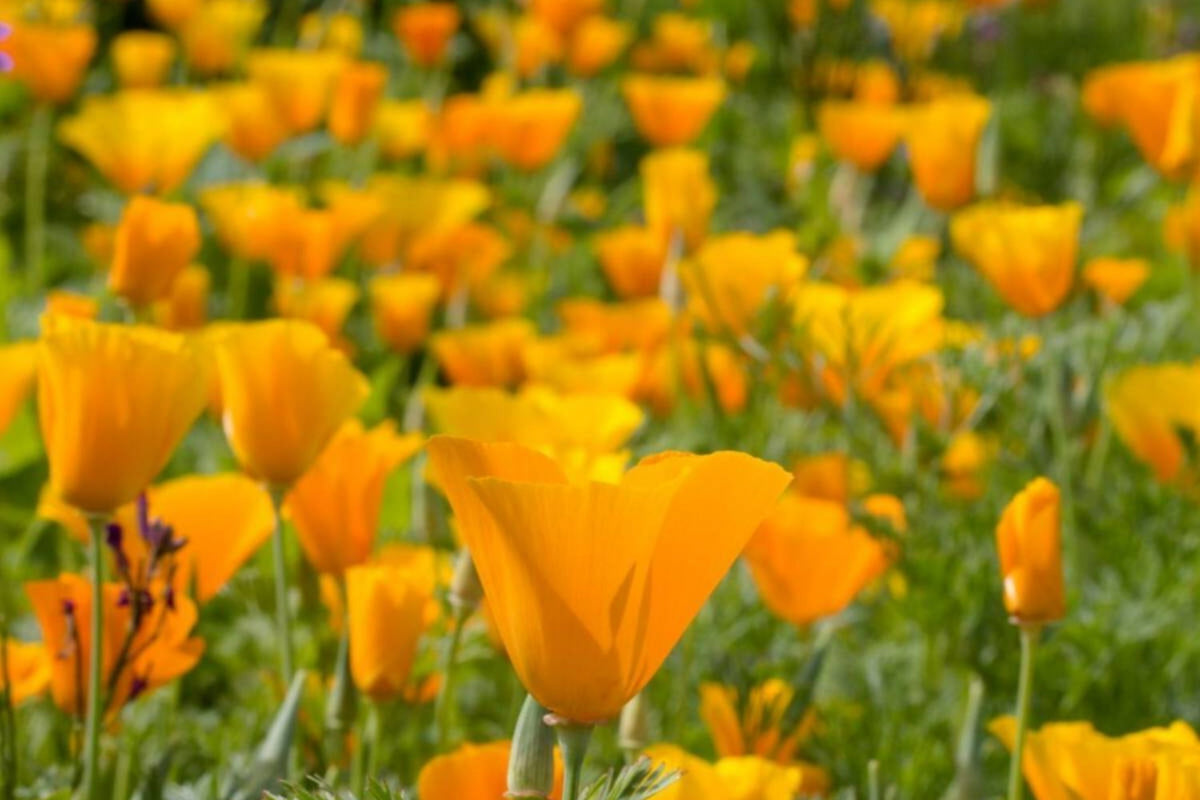 California Poppy Seeds | 100 Non-GMO Orange Flower Seeds | Eschscholzia californica | Easy to Grow Wildflower